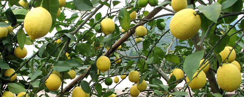 檸檬怎么種