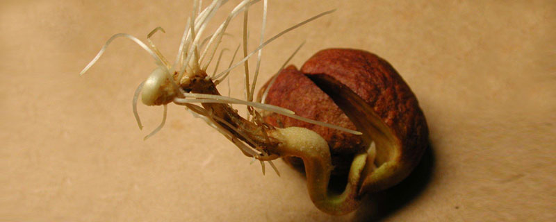 龍眼種子怎么種