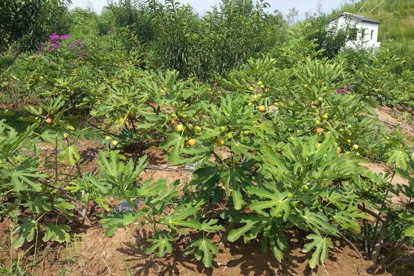 無花果種植方法