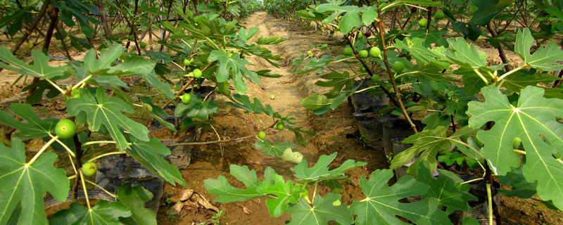 無花果種植方法