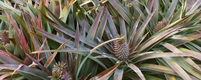 種菠蘿多久開(kāi)花結(jié)果