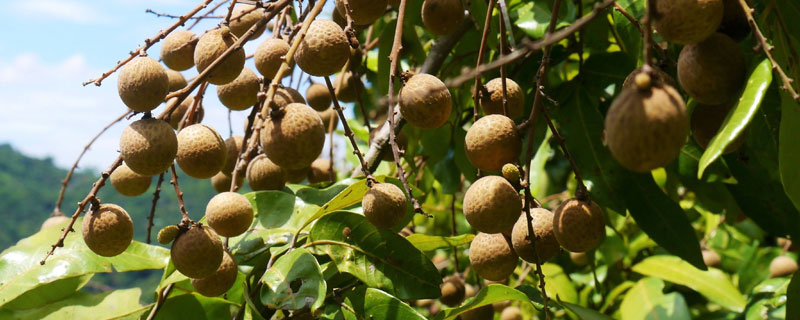 龍眼種植氣候
