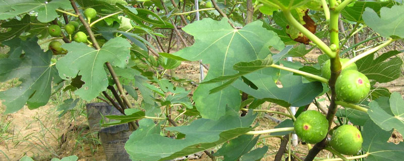 種無花果幾年能結(jié)果