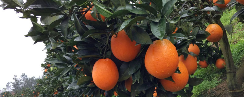 種臍橙前景