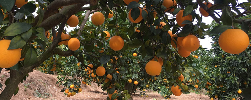 臍橙種植方法