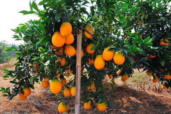 臍橙種植方法