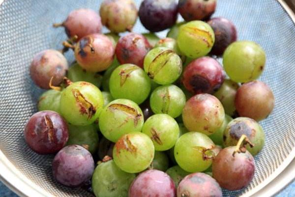 葡萄裂果的原因有哪些？掌握這6點再也不怕產量低