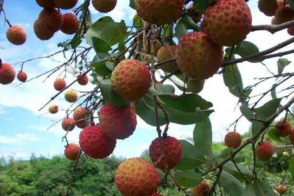 怎么給荔枝施肥？為保證高產(chǎn)要科學(xué)合理施肥