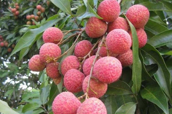 怎么給荔枝施肥？為保證高產要科學合理施肥