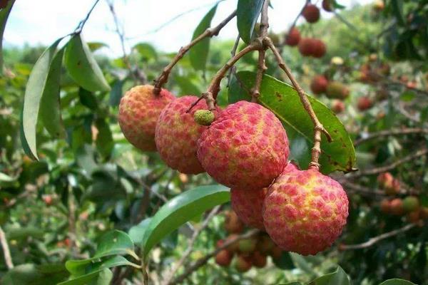 怎么給荔枝施肥？為保證高產(chǎn)要科學(xué)合理施肥