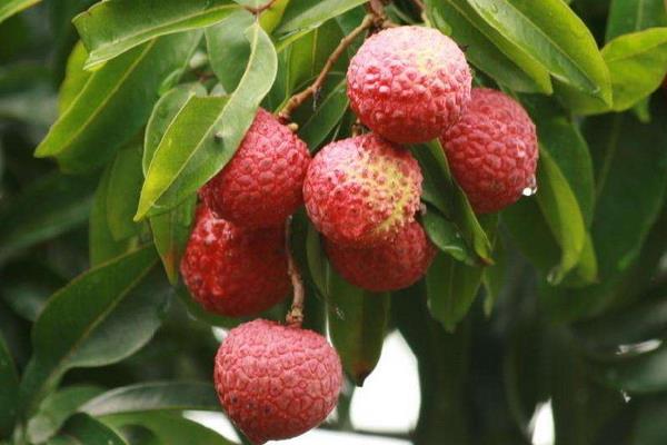 怎么給荔枝施肥？為保證高產(chǎn)要科學(xué)合理施肥