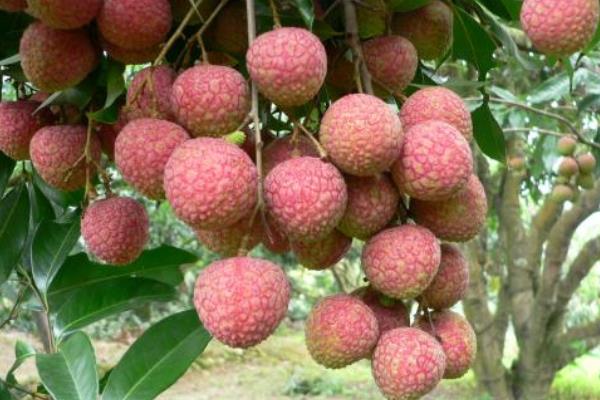 怎么給荔枝施肥？為保證高產(chǎn)要科學(xué)合理施肥