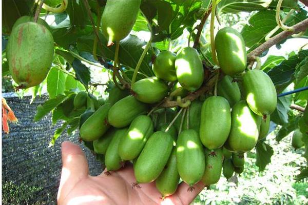 種植軟棗獼猴桃要注意的6個事項,早了解能避免后期出現問題