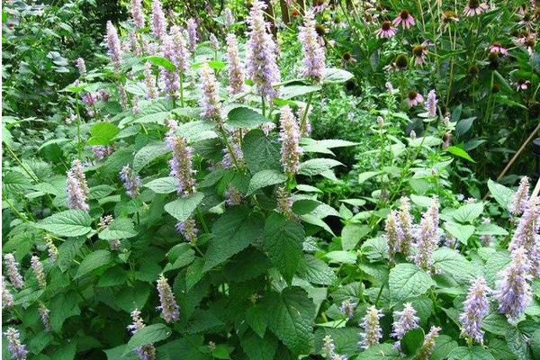 種藿香賺錢嗎?目前市場需求穩定,效益取決于技術和產量