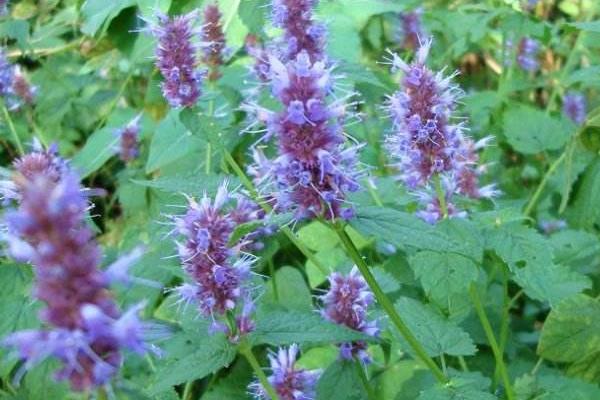 種藿香賺錢嗎?目前市場需求穩定,效益取決于技術和產量