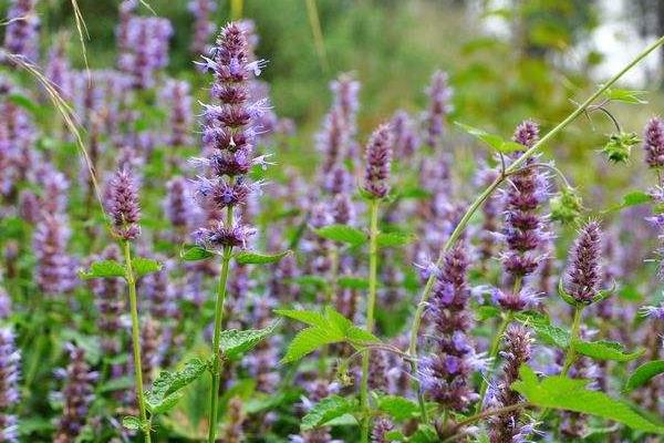 種藿香賺錢嗎?目前市場需求穩定,效益取決于技術和產量