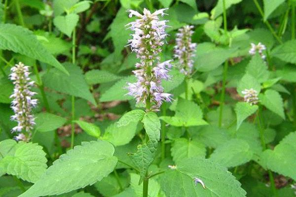 種藿香賺錢嗎?目前市場需求穩定,效益取決于技術和產量