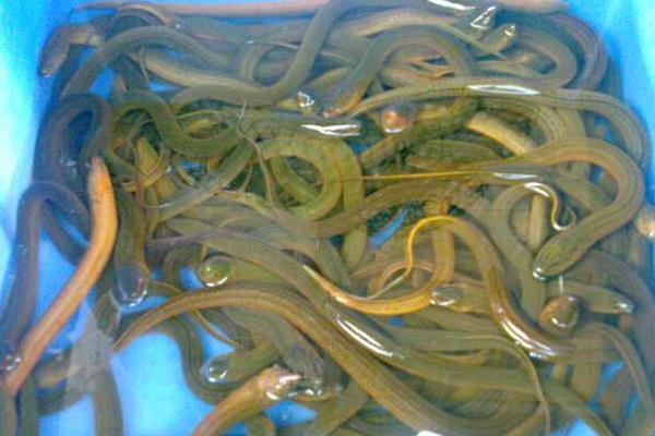 養(yǎng)鱔魚賺錢嗎？投入成本較高，市場需求穩(wěn)定，銷路是突破口