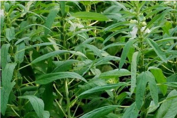 種芝麻掙錢嗎？從芝麻種植效益來分析未來行情趨勢