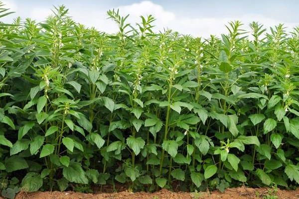 種芝麻掙錢嗎？從芝麻種植效益來(lái)分析未來(lái)行情趨勢(shì)