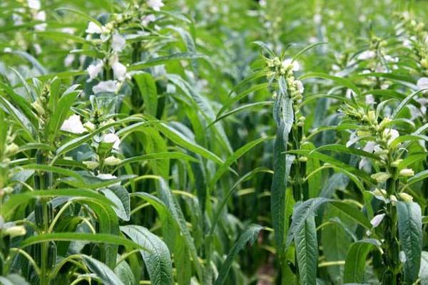 種芝麻掙錢嗎？從芝麻種植效益來(lái)分析未來(lái)行情趨勢(shì)