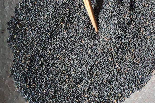 種芝麻掙錢嗎？從芝麻種植效益來(lái)分析未來(lái)行情趨勢(shì)