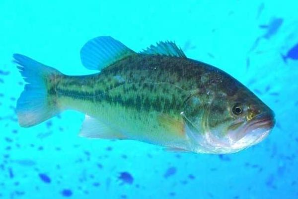 利潤高的淡水魚有哪些？推薦5種好養又好賣的淡水魚