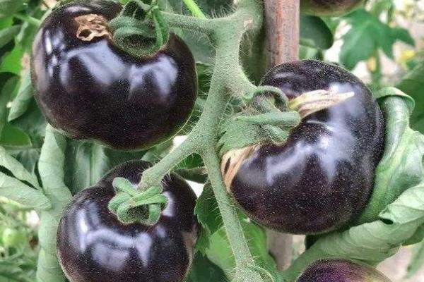種黑番茄賺錢嗎?成本較高,種植戶少,銷路是關鍵