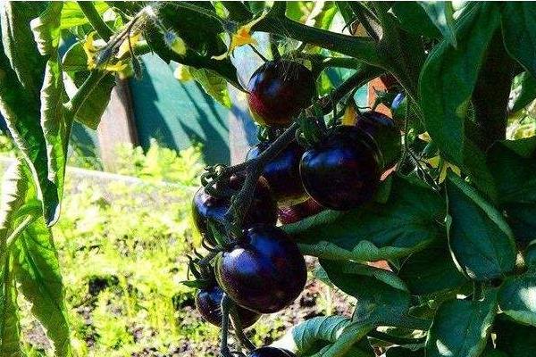 種黑番茄賺錢嗎?成本較高,種植戶少,銷路是關鍵