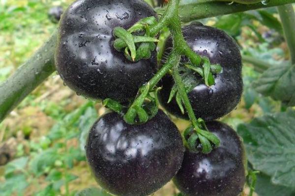種黑番茄賺錢嗎?成本較高,種植戶少,銷路是關鍵