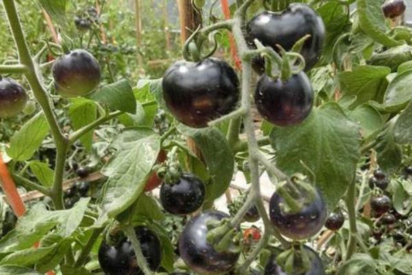 種黑番茄賺錢嗎?成本較高,種植戶少,銷路是關鍵