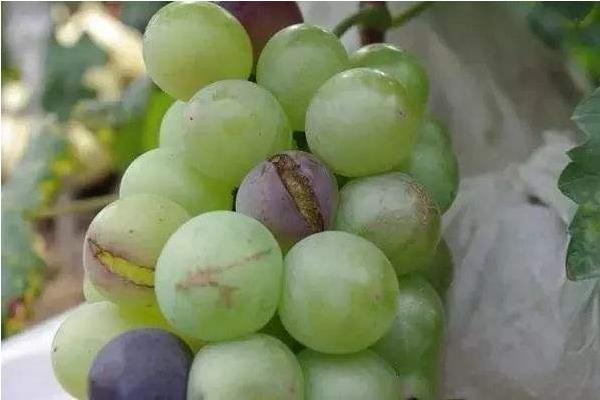 葡萄裂果的原因有哪些？掌握這6點再也不怕產量低