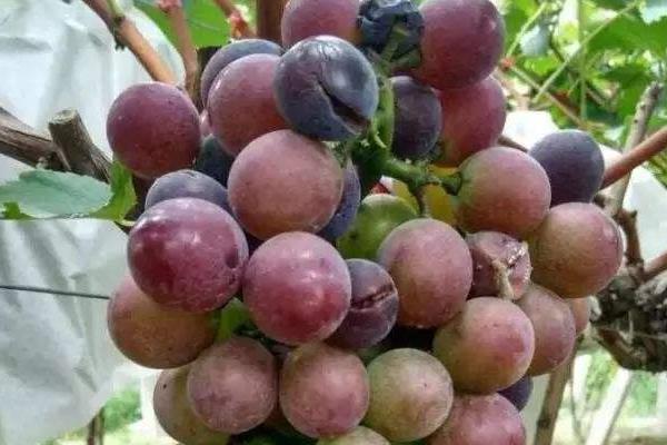 葡萄裂果的原因有哪些？掌握這6點再也不怕產量低