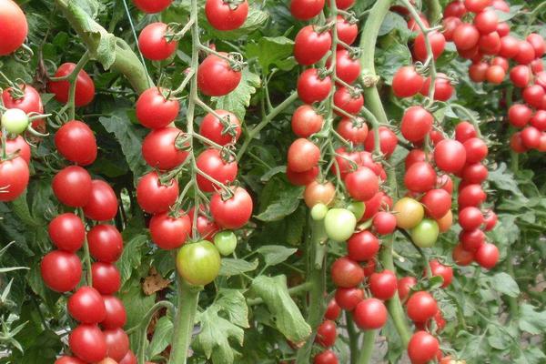 西紅柿種植時間和技術