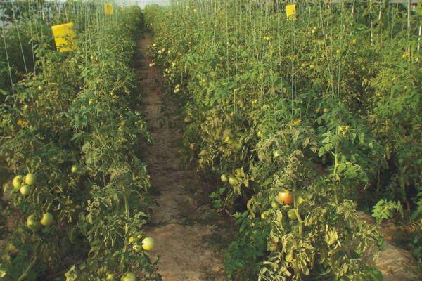 西紅柿種植時間和技術