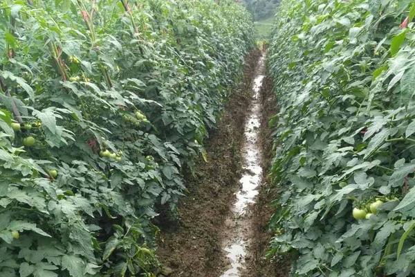 西紅柿種植時間和技術