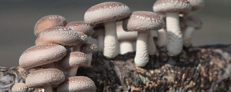 100段木能產多少香菇，段木的選擇和處理可影響產量