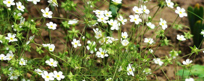 滿天星的種植方法和注意事項，前期氮肥后期磷肥