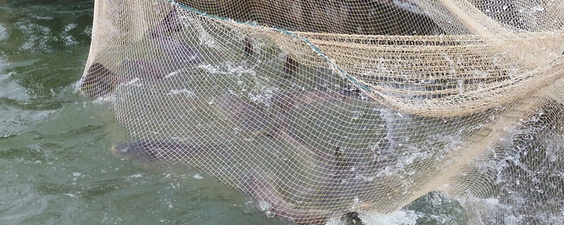 鱖魚高密度養殖技術,四種養殖模式總有一個適合你