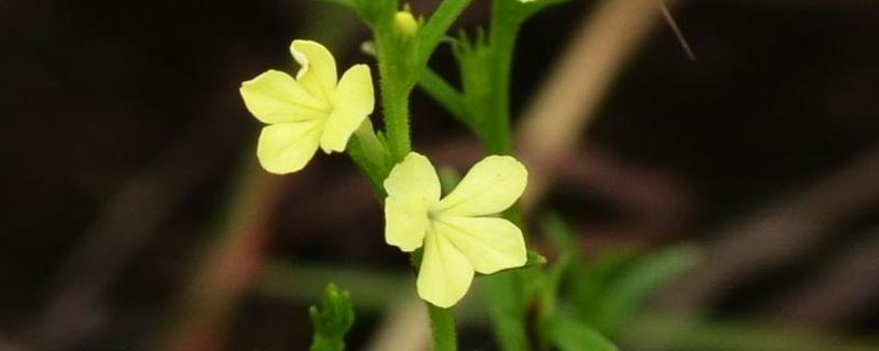 獨(dú)腳金種植技術(shù)，3月底至4月初播種