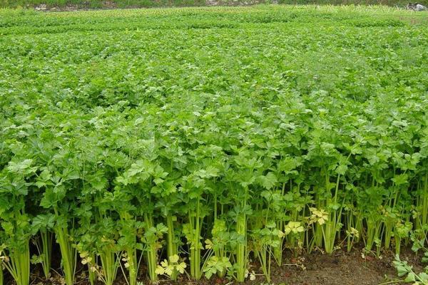 立春后種植什么蔬菜