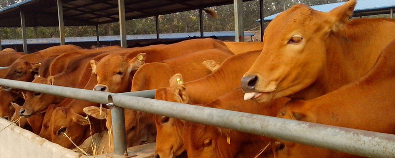 哪里有肉牛?建議去大型且專業的肉牛養殖場上門購買