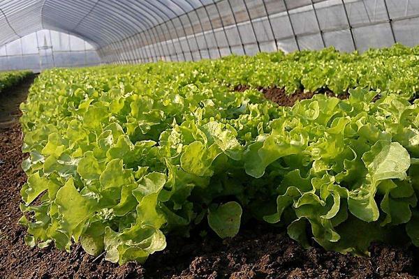 立春后種植什么蔬菜