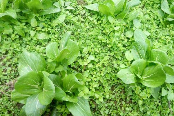 立春后種植什么蔬菜