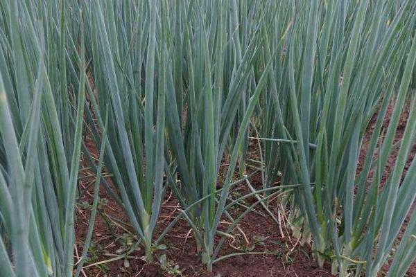 立春后種植什么蔬菜