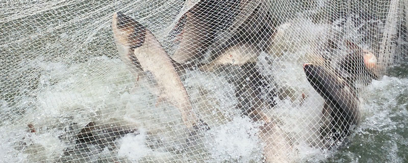 鱖魚養殖喂什么飼料?主要以餌料魚為主