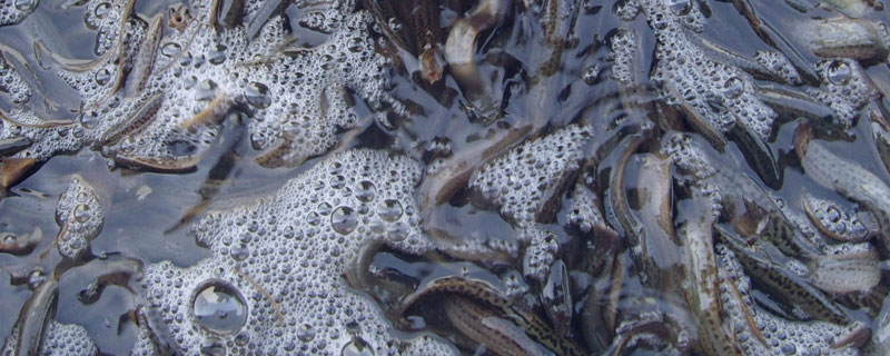 養殖后的泥鰍銷路,多跑水產市場和餐館,與泥鰍收購商簽合同