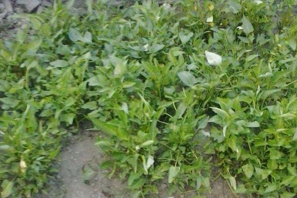 空心菜育苗方法和時間