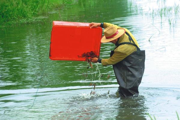 北方能養(yǎng)殖小龍蝦嗎？可以養(yǎng)，但建議在大棚養(yǎng)殖