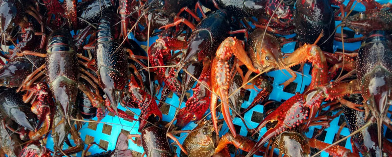 北方能養殖小龍蝦嗎？可以養，但建議在大棚養殖